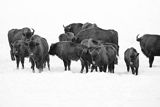 Żubry, Bison bonasus, Bieszczady