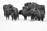 Żubry, Bison bonasus, Bieszczady