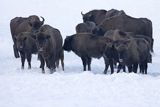 Żubry, Bison bonasus, Bieszczady