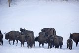 Żubry, Bison bonasus, Bieszczady