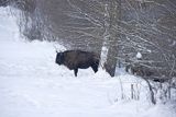 Żubr, Bison bonasus, Bieszczady