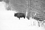 Żubr, Bison bonasus, Bieszczady