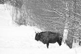 Żubr, Bison bonasus, Bieszczady