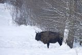 Żubr, Bison bonasus, Bieszczady