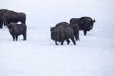 Żubry, Bison bonasus, Bieszczady