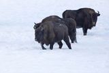 Żubry, Bison bonasus, Bieszczady