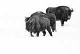 Żubry, Bison bonasus, Bieszczady