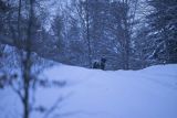 Żubr, Bison bonasus, Bieszczady