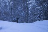 Żubr, Bison bonasus, Bieszczady