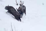 żubry, Bison bonasus, Bieszczady