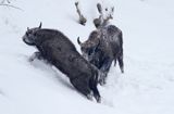 żubry, Bison bonasus, Bieszczady