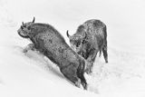 Żubry, Bison bonasus, Bieszczady