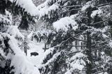 żubr, Bison bonasus, Bieszczady