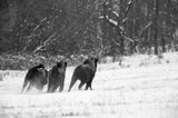 żubry, Bison bonasus, Bieszczady