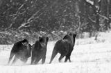 żubry, Bison bonasus, Bieszczady