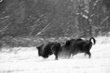 żubry, Bison bonasus, Bieszczady