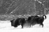 żubry, Bison bonasus, Bieszczady