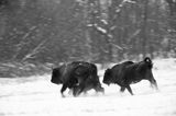 żubry, Bison bonasus, Bieszczady