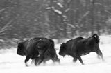 żubry, Bison bonasus, Bieszczady