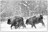 żubry, Bison bonasus, Bieszczady