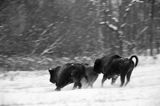 żubry, Bison bonasus, Bieszczady