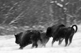 żubry, Bison bonasus, Bieszczady