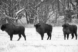 żubry, Bison bonasus, Bieszczady