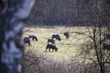 żubr, Bison bonasus, Bieszczady