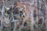 żubr, Bison bonasus, Bieszczady