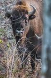 żubr, Bison bonasus, Bieszczady