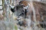 żubr, Bison bonasus, Bieszczady