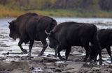 żubry, Bison bonasus, Bieszczady, rzeka San