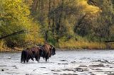 żubry, Bison bonasus, Bieszczady, rzeka San