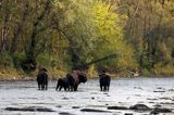 żubry, Bison bonasus, Bieszczady, rzeka San