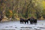 żubry, Bison bonasus, Bieszczady, rzeka San