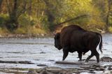 żubry, Bison bonasus, Bieszczady, rzeka San