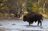 żubry, Bison bonasus, Bieszczady, rzeka San