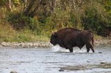 żubry, Bison bonasus, Bieszczady, rzeka San