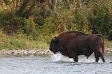 żubry, Bison bonasus, Bieszczady