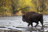 żubry, Bison bonasus, Bieszczady, rzeka San