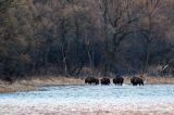 żubr, Bison bonasus, Bieszczady