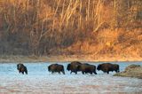 żubr, Bison bonasus, Bieszczady