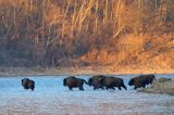 żubr, Bison bonasus, Bieszczady