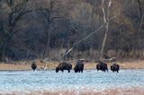 żubr, Bison bonasus, Bieszczady