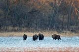 żubr, Bison bonasus, Bieszczady