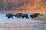 żubr, Bison bonasus, Bieszczady