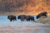 żubr, Bison bonasus, Bieszczady