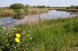 kanał Tina, żuławy, Taraxacum officinale, mniszek lekarski