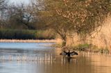 Kormoran czarny, Phalacrocorax carbo