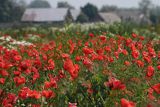 Łąka, mak polny, Papaver rhoeas, Żuławy Wiślane